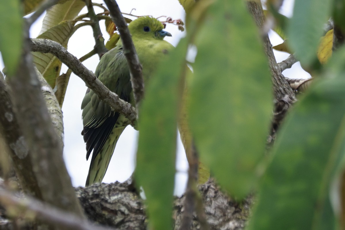 Wedge-tailed Green-Pigeon - ML645925670