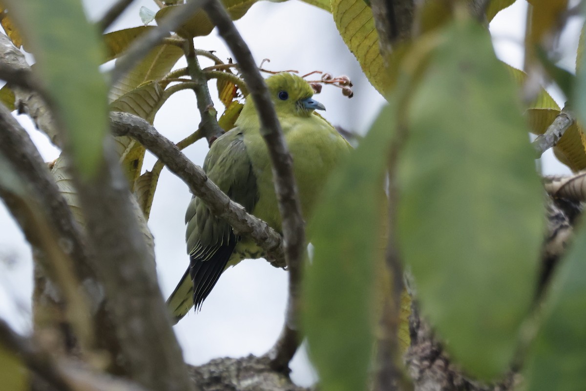 Wedge-tailed Green-Pigeon - ML645925671