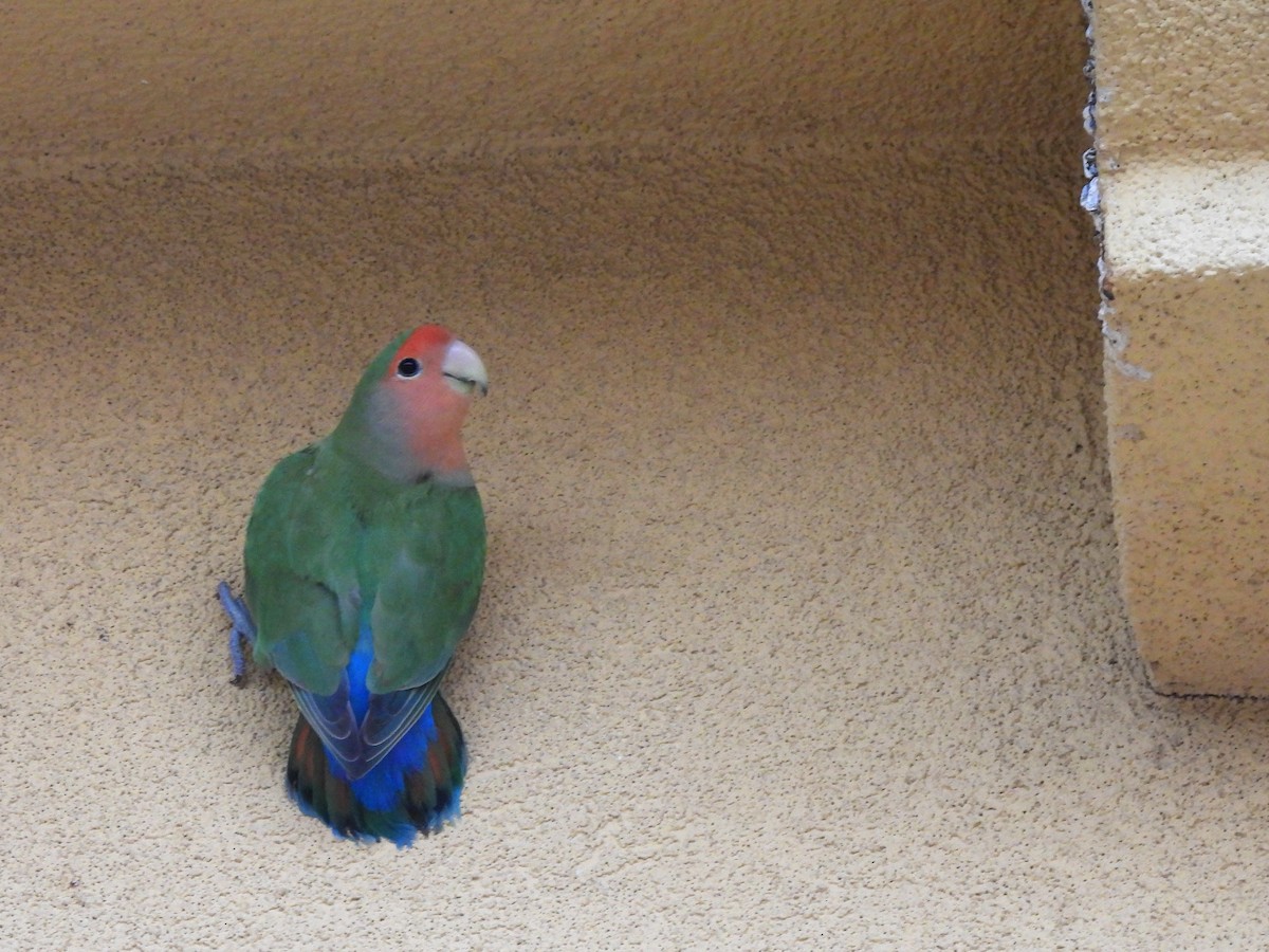 Rosy-faced Lovebird - ML645925673