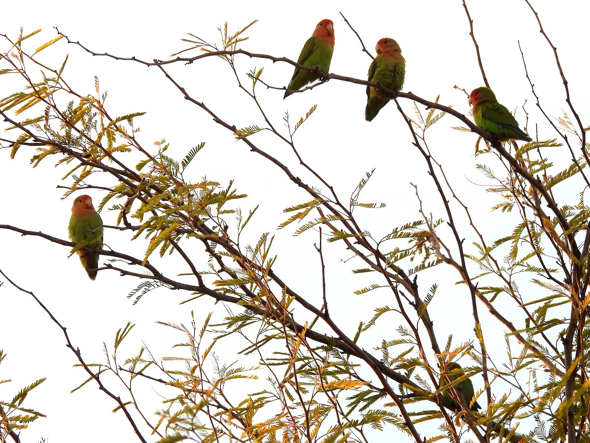 Rosy-faced Lovebird - ML645925675