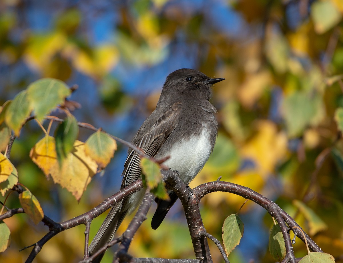 Black Phoebe - ML645925688