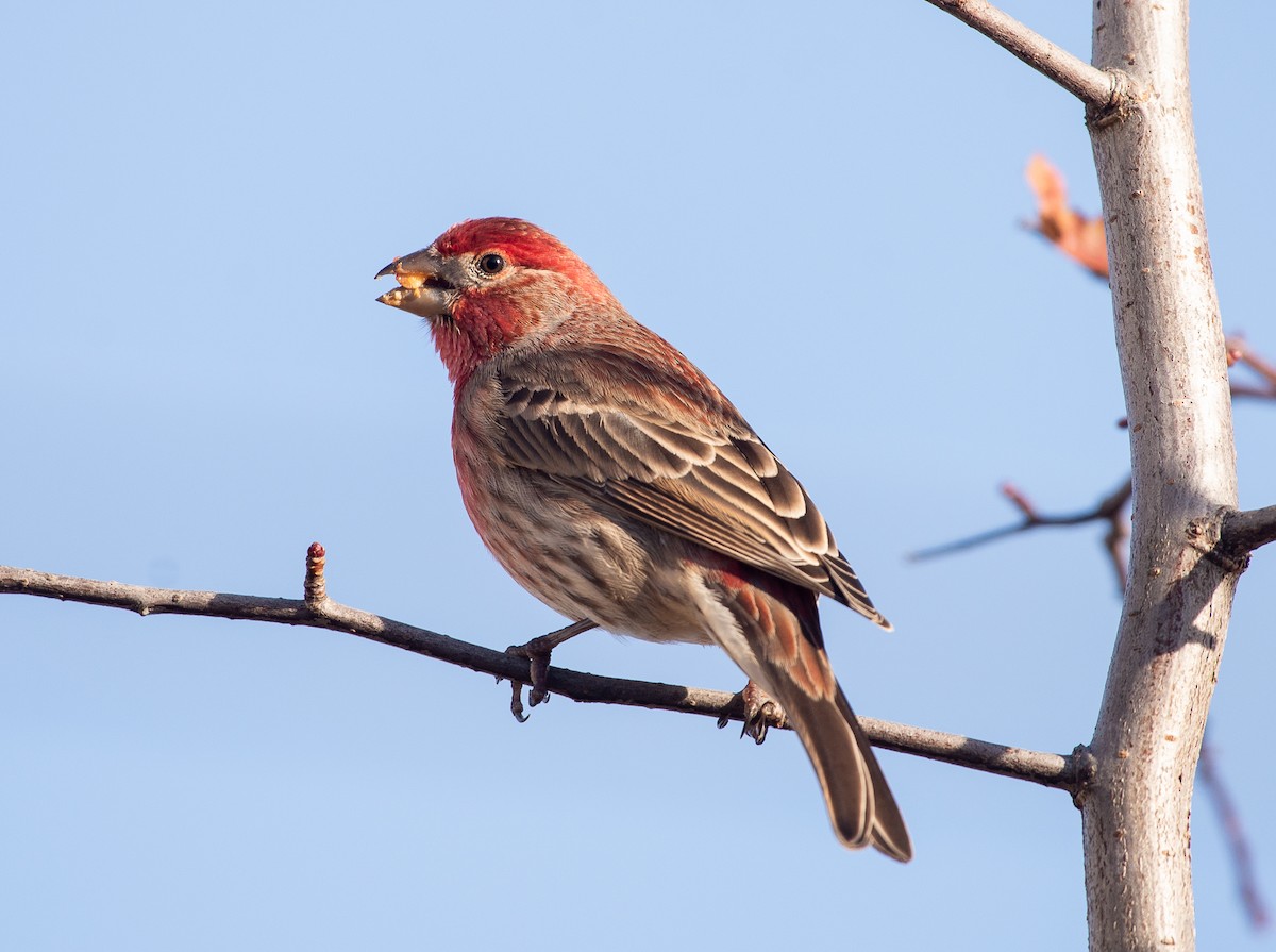 House Finch - ML645925702