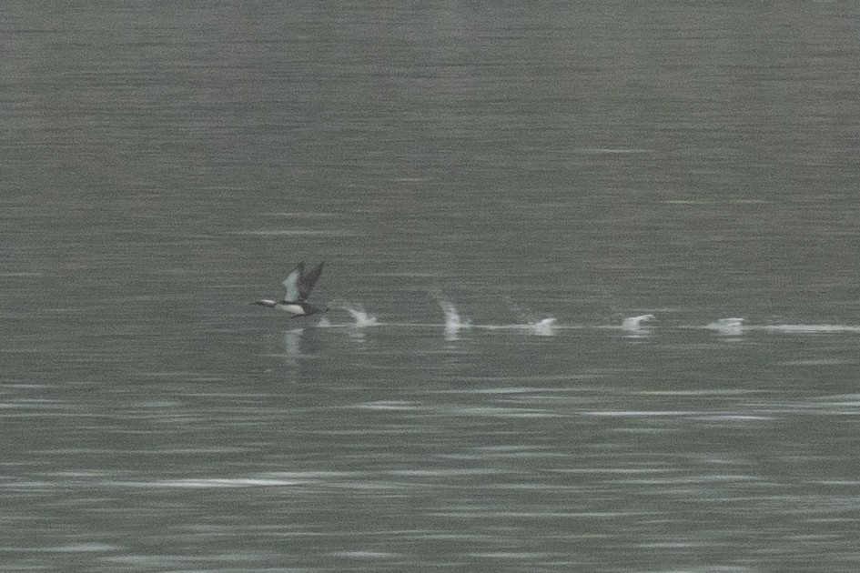 Pacific Loon - ML645925704