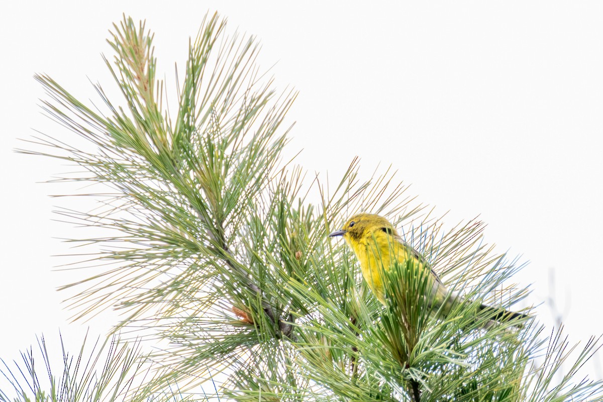 Pine Warbler - ML645925712