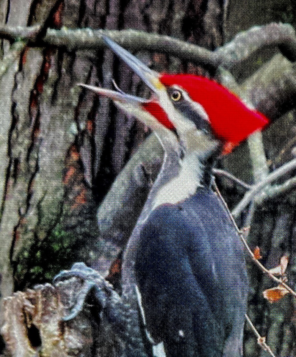 Pileated Woodpecker - ML645925721