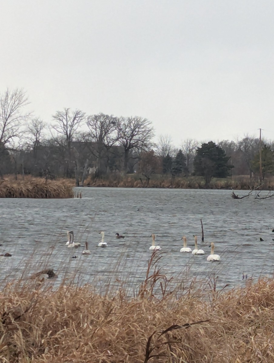 Trumpeter Swan - ML645925723