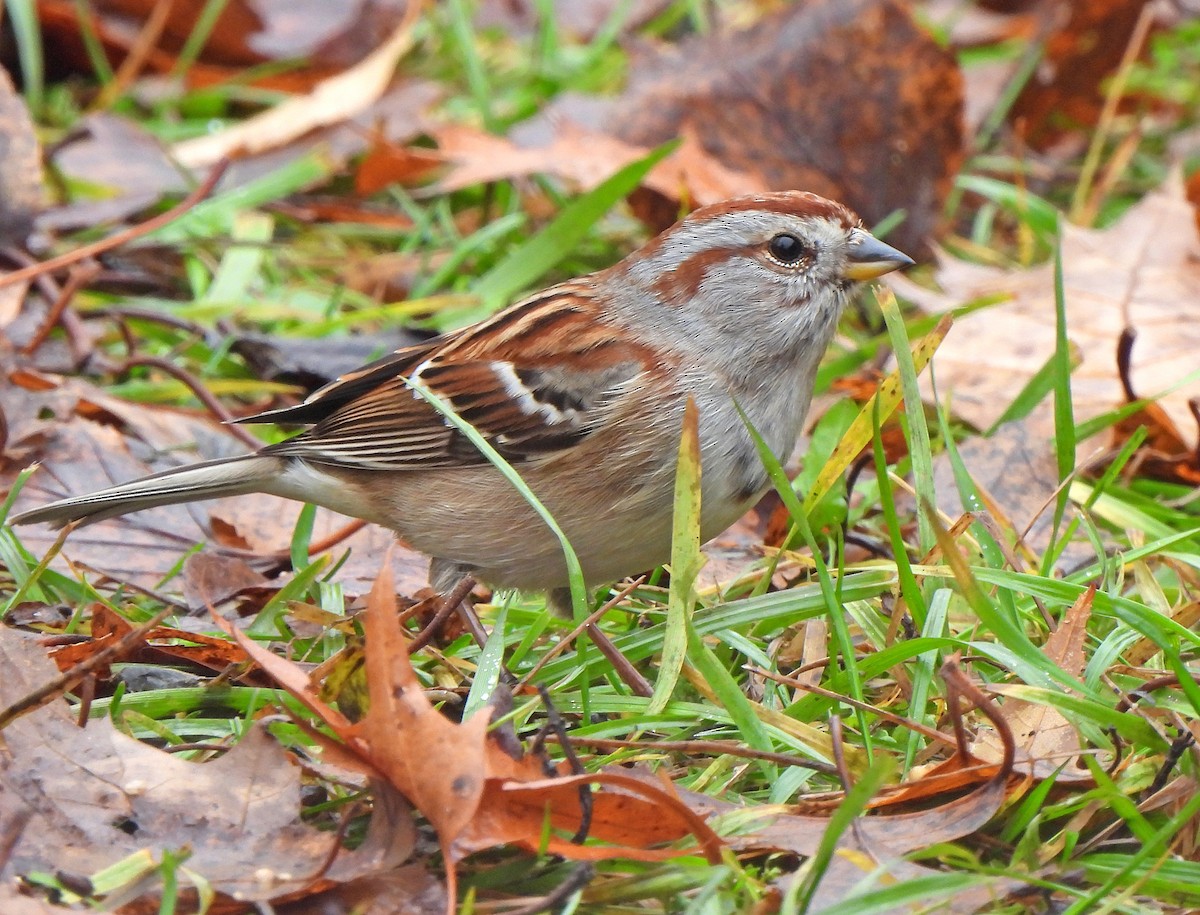 American Tree Sparrow - ML645925725