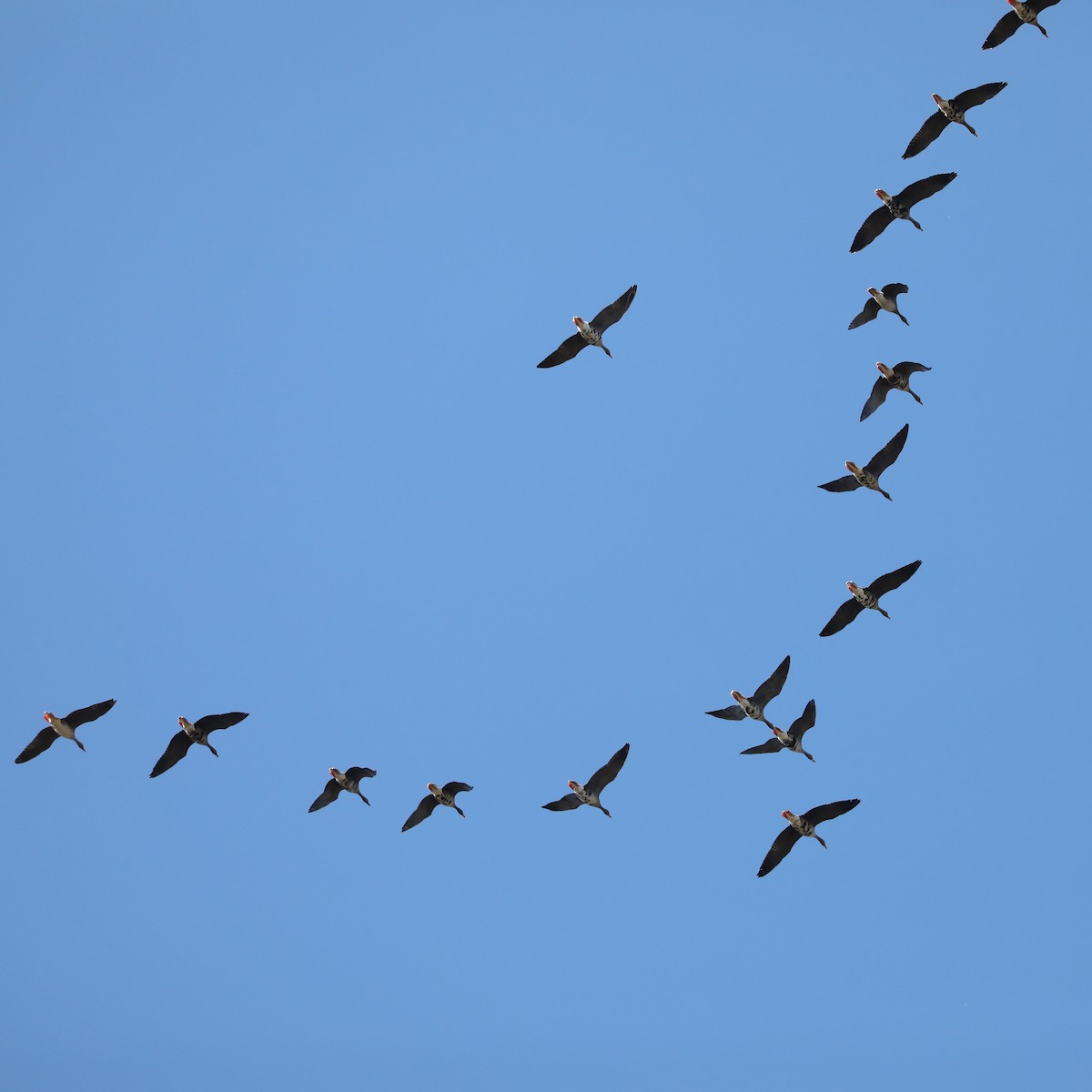 Greater White-fronted Goose - ML645925726