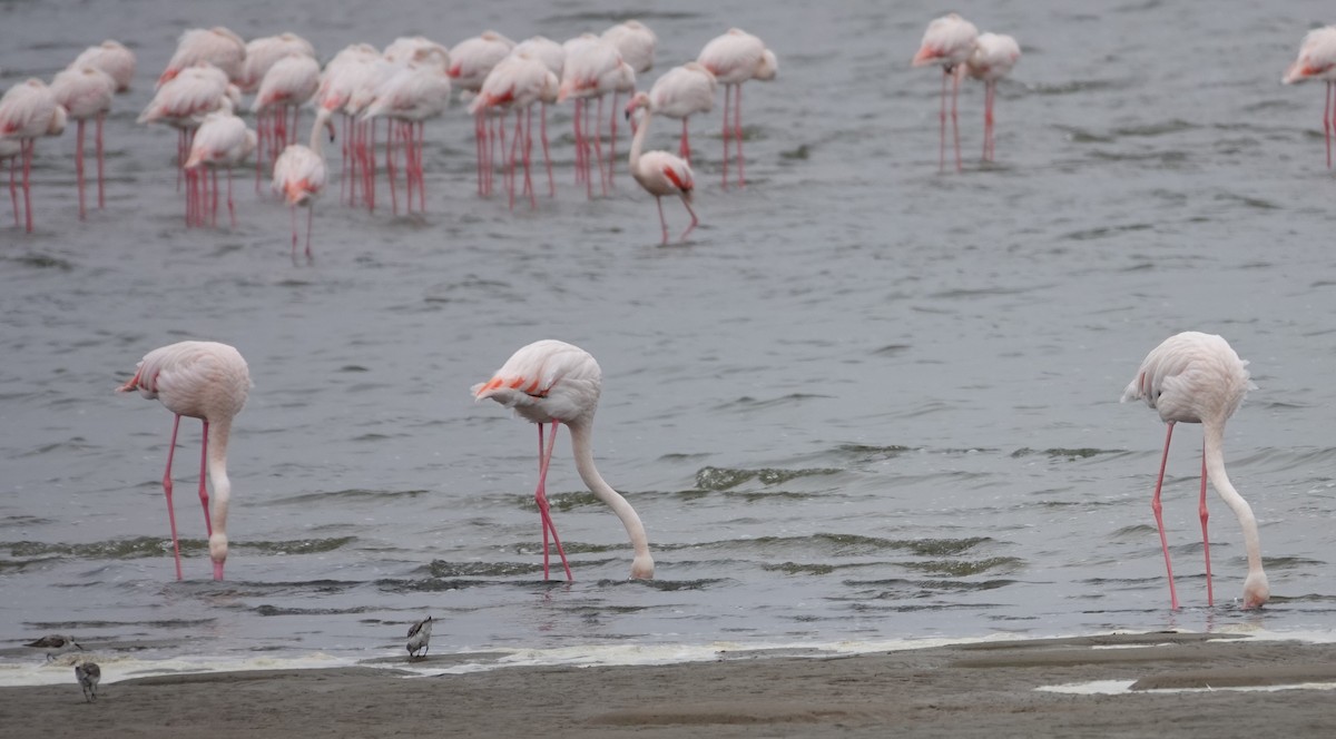 Greater Flamingo - ML645925727