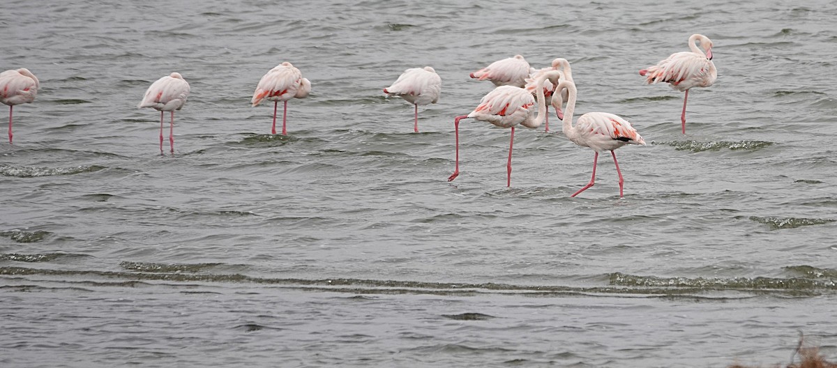 Greater Flamingo - ML645925728