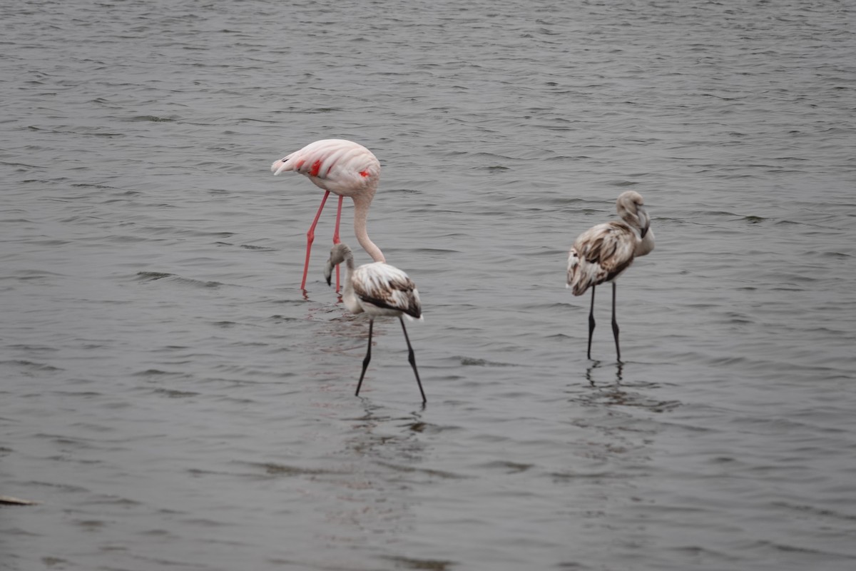 Greater Flamingo - ML645925729