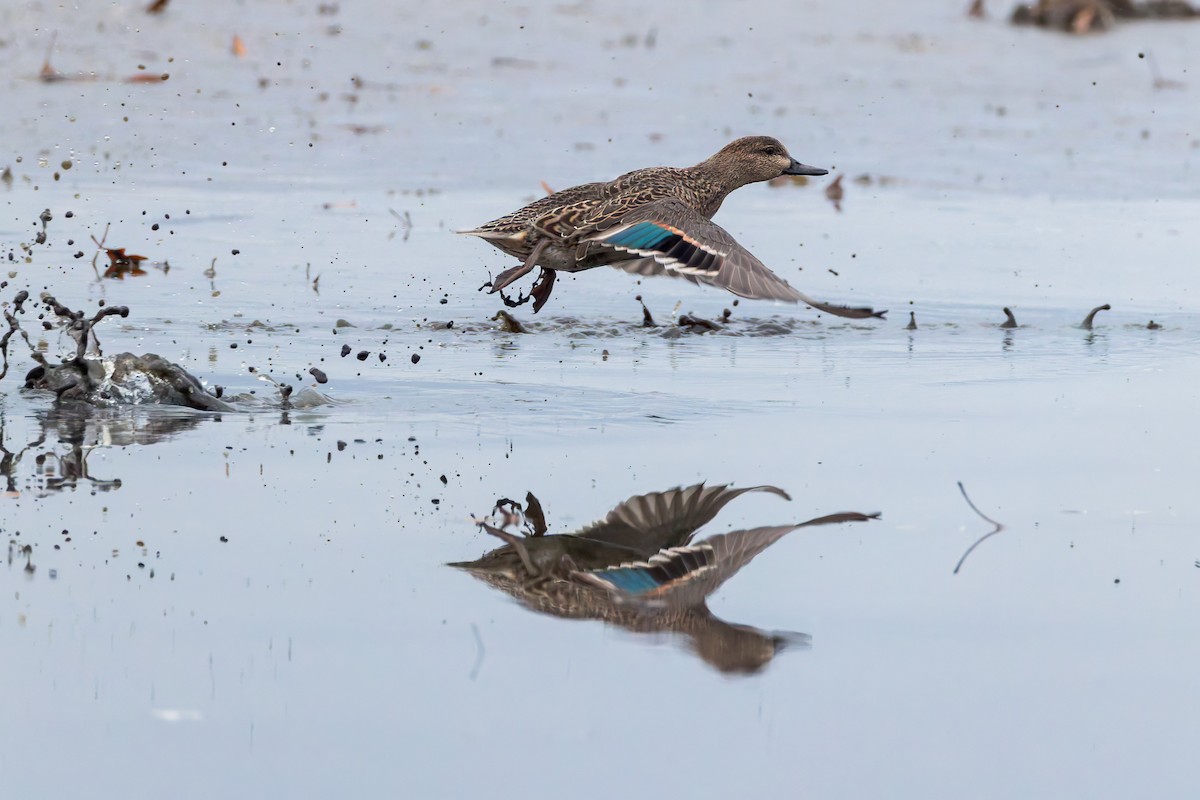 Green-winged Teal - ML645925731