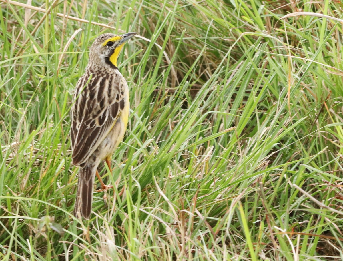 Yellow-throated Longclaw - ML645925732