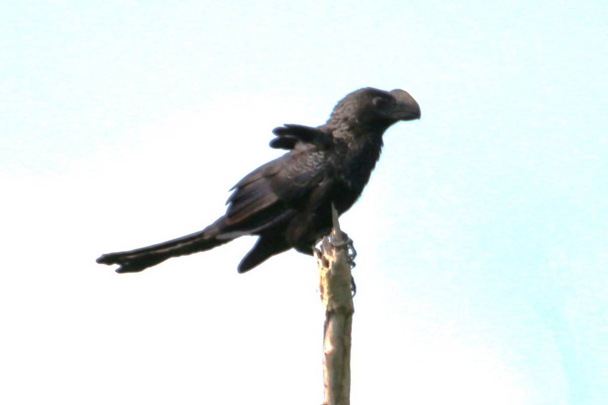 Smooth-billed Ani - ML645925733