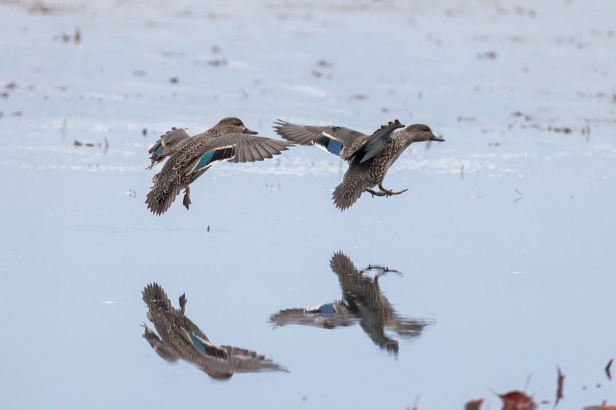 Green-winged Teal - ML645925734