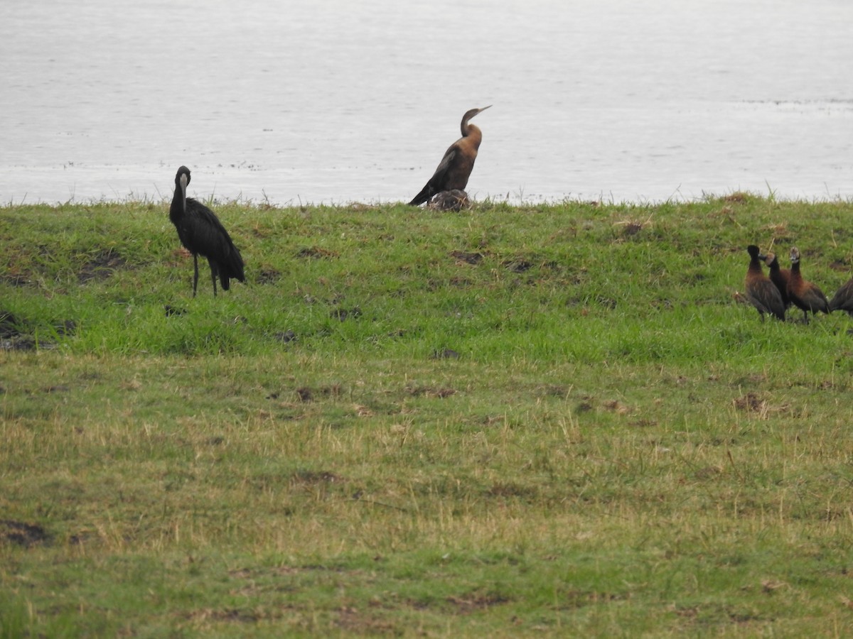 African Darter - ML645925735