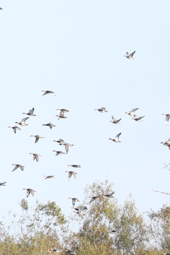 Northern Pintail - ML645925736