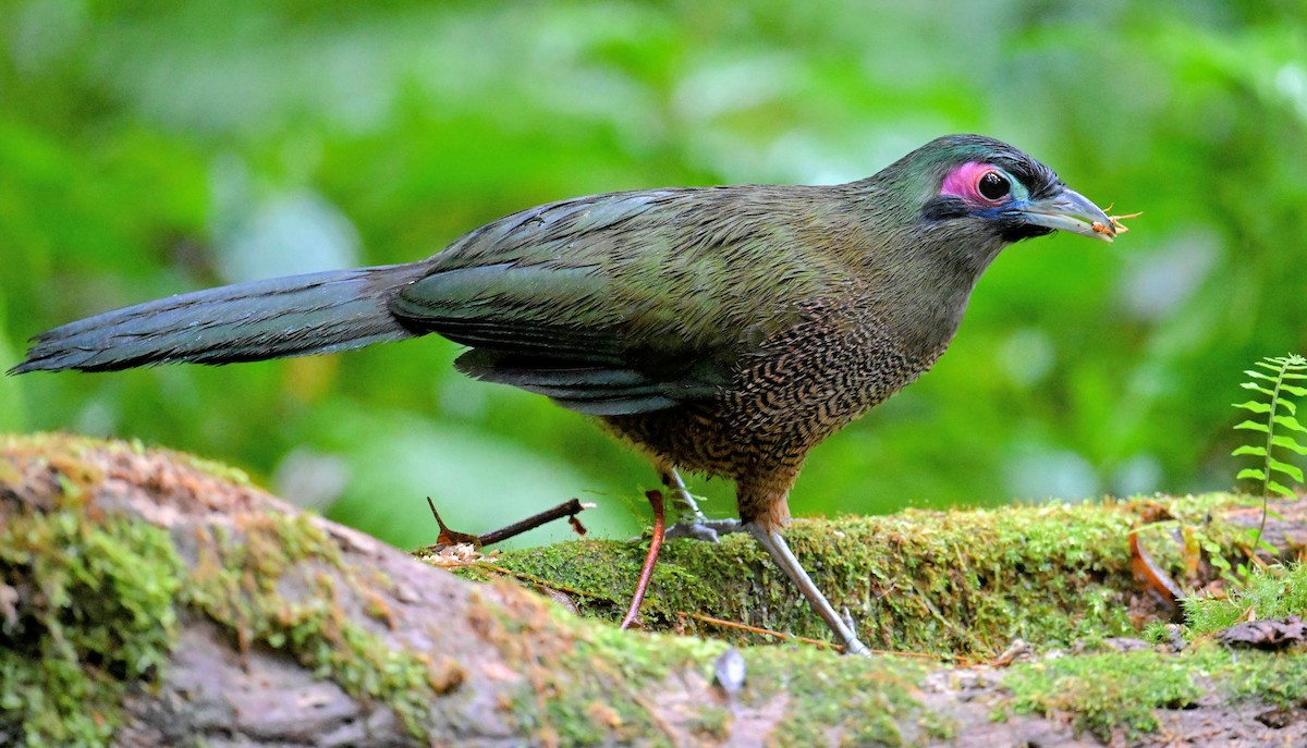 Sumatran Ground-Cuckoo - ML645925738