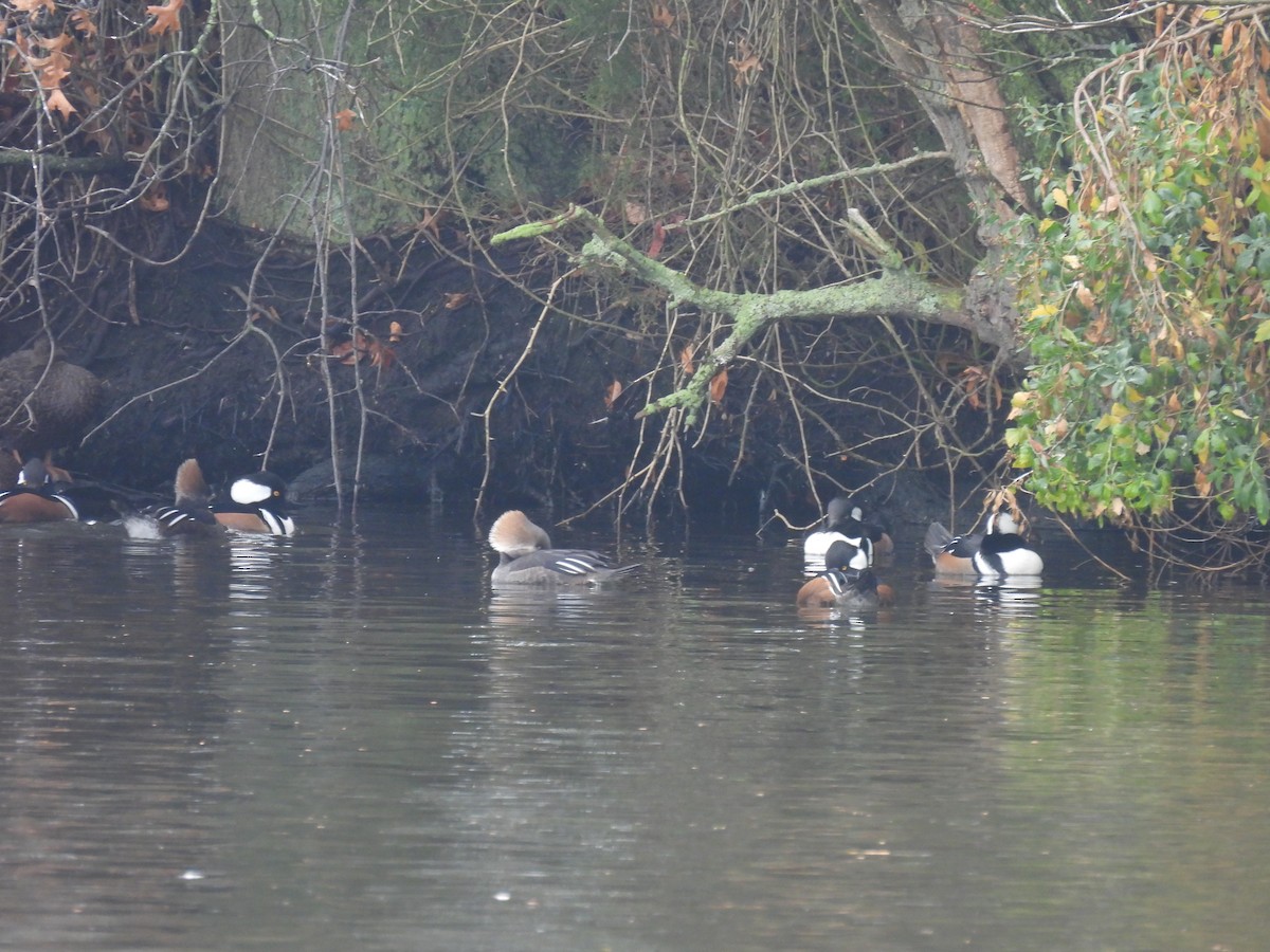 Hooded Merganser - ML645925739