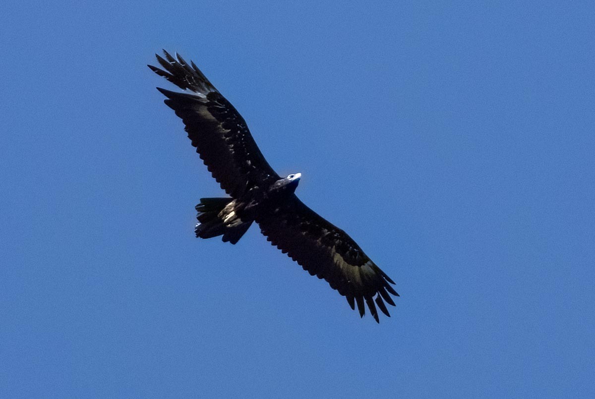 Wedge-tailed Eagle - ML645925741