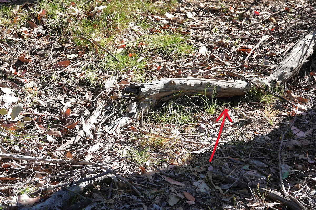 Striated Pardalote - ML645925744