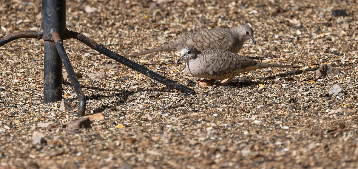 Inca Dove - ML645925745