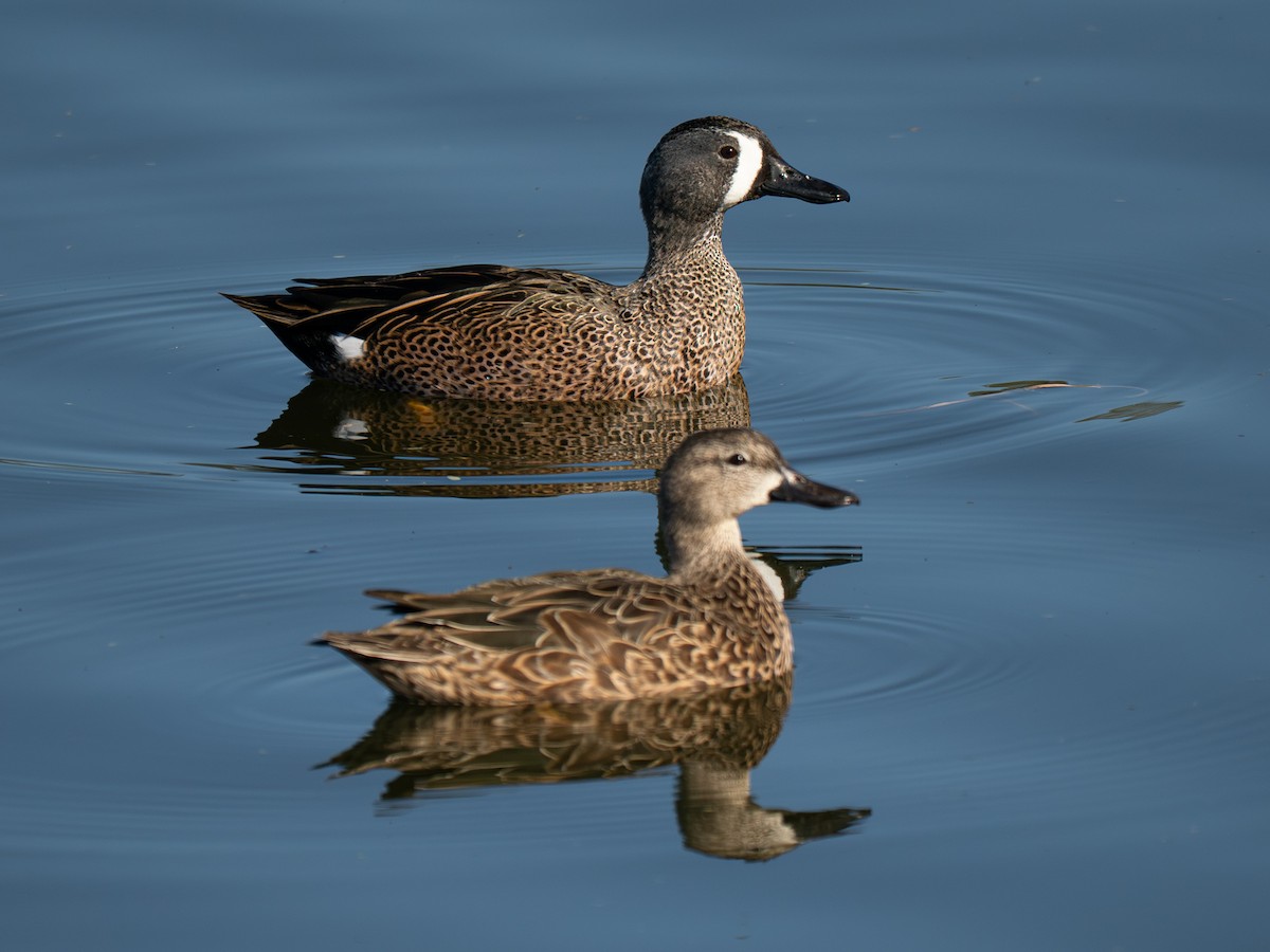 Blue-winged Teal - ML645925748