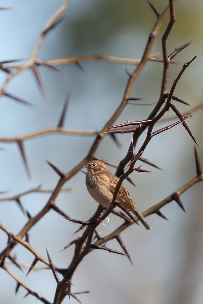 Vesper Sparrow - ML645925749
