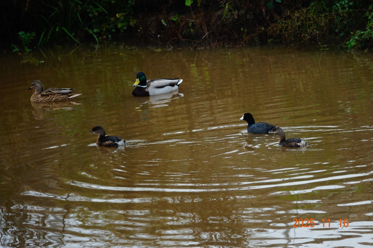 American Coot - ML645925750
