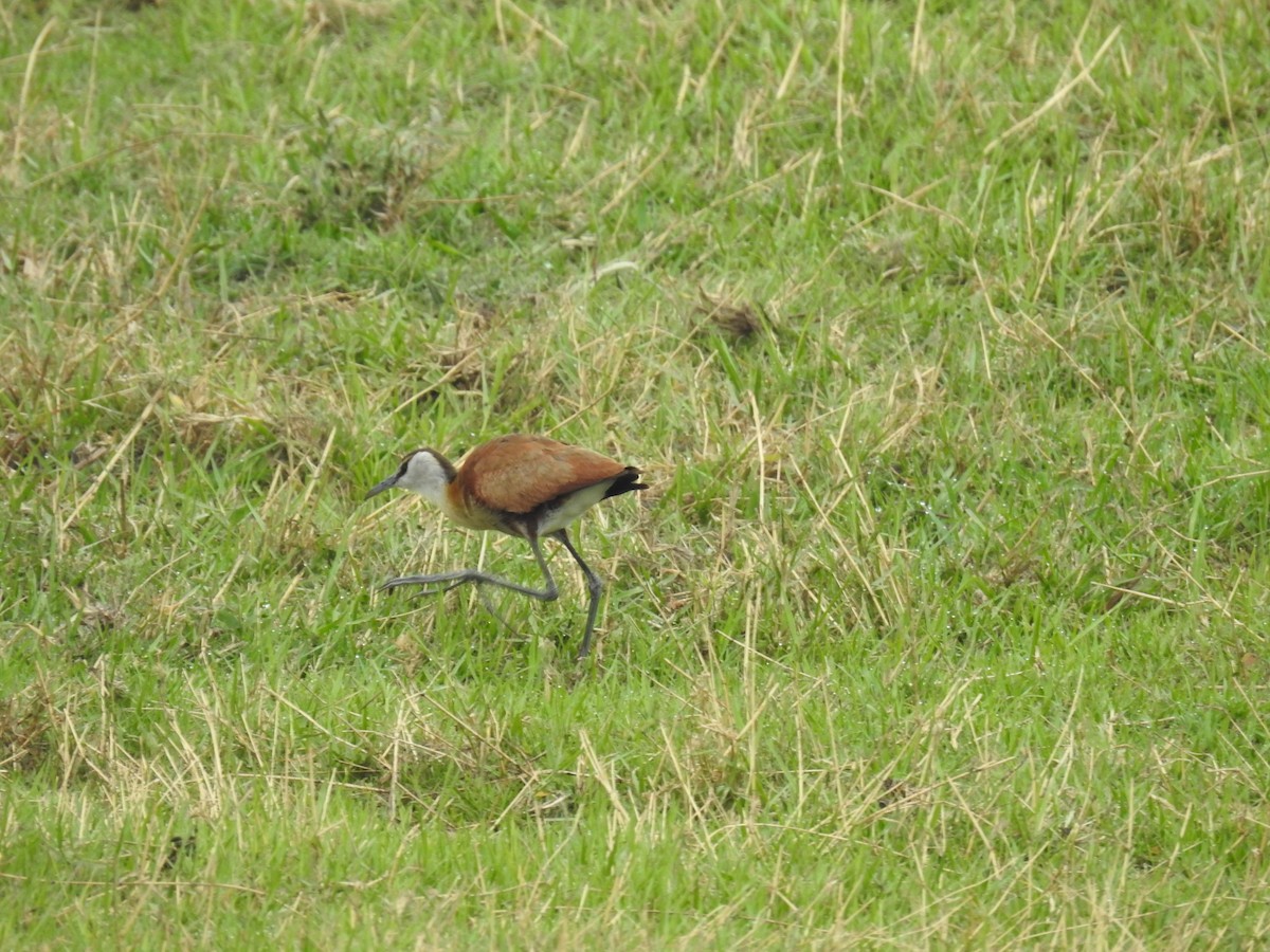 African Jacana - ML645925751