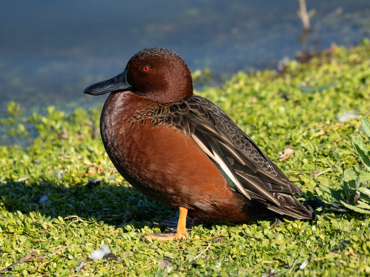 Cinnamon Teal - ML645925754