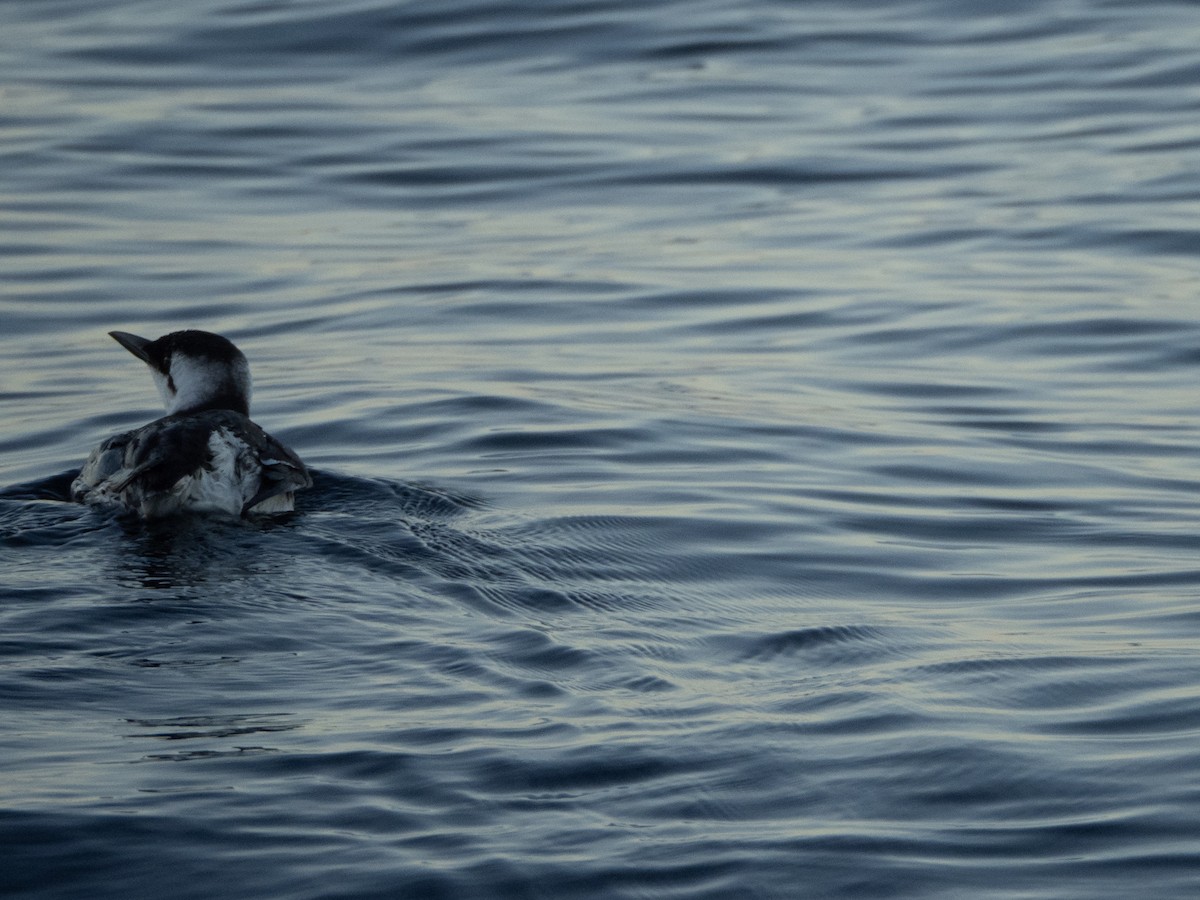 Common Murre - ML645925755