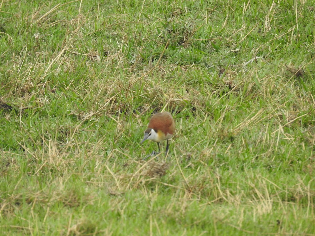 African Jacana - ML645925756