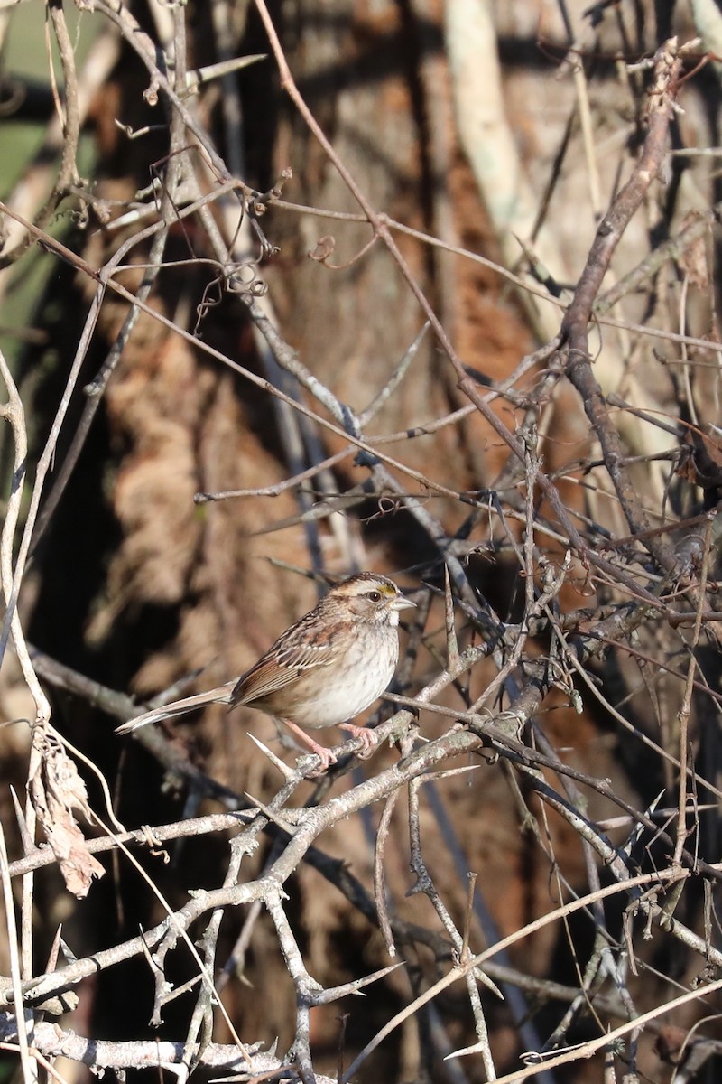 White-throated Sparrow - ML645925757