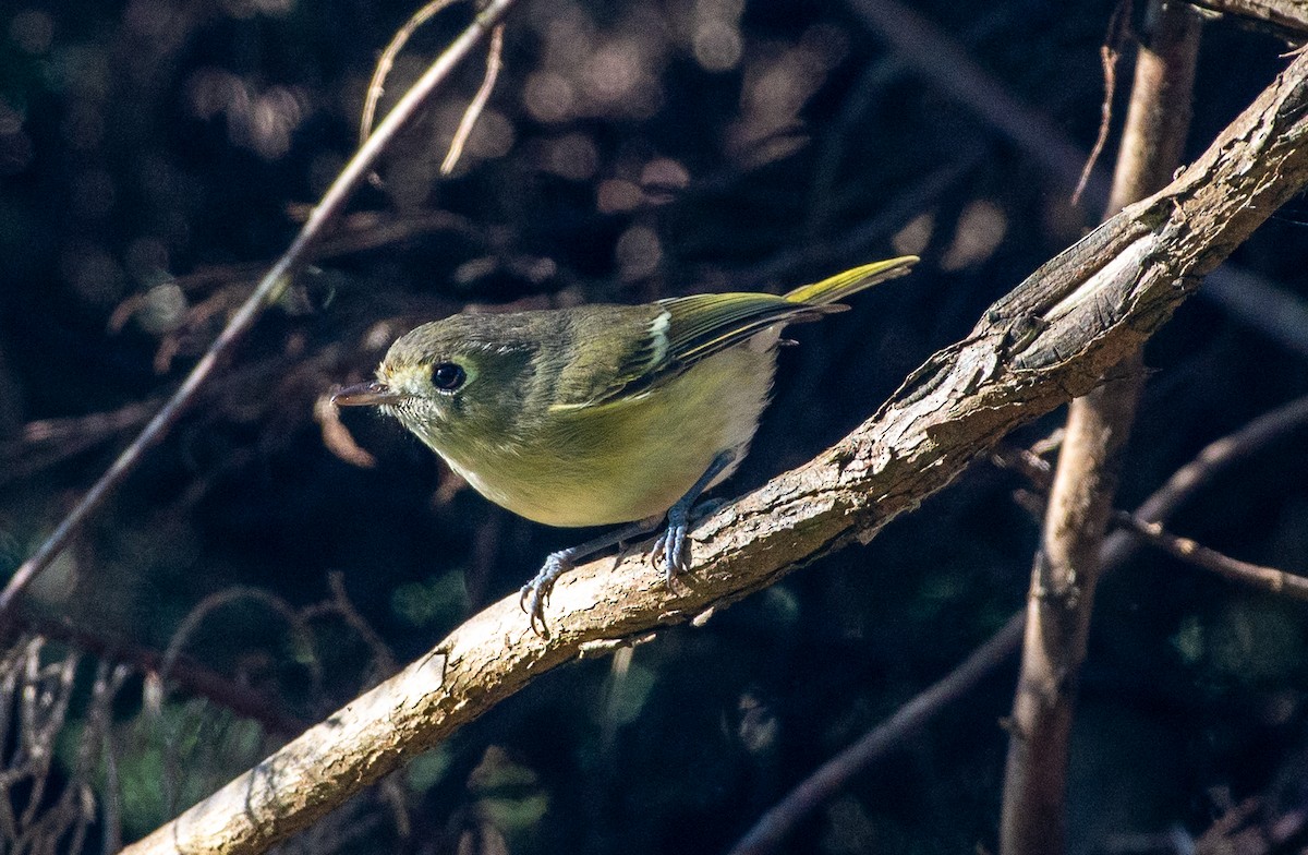 Hutton's Vireo - ML645925758