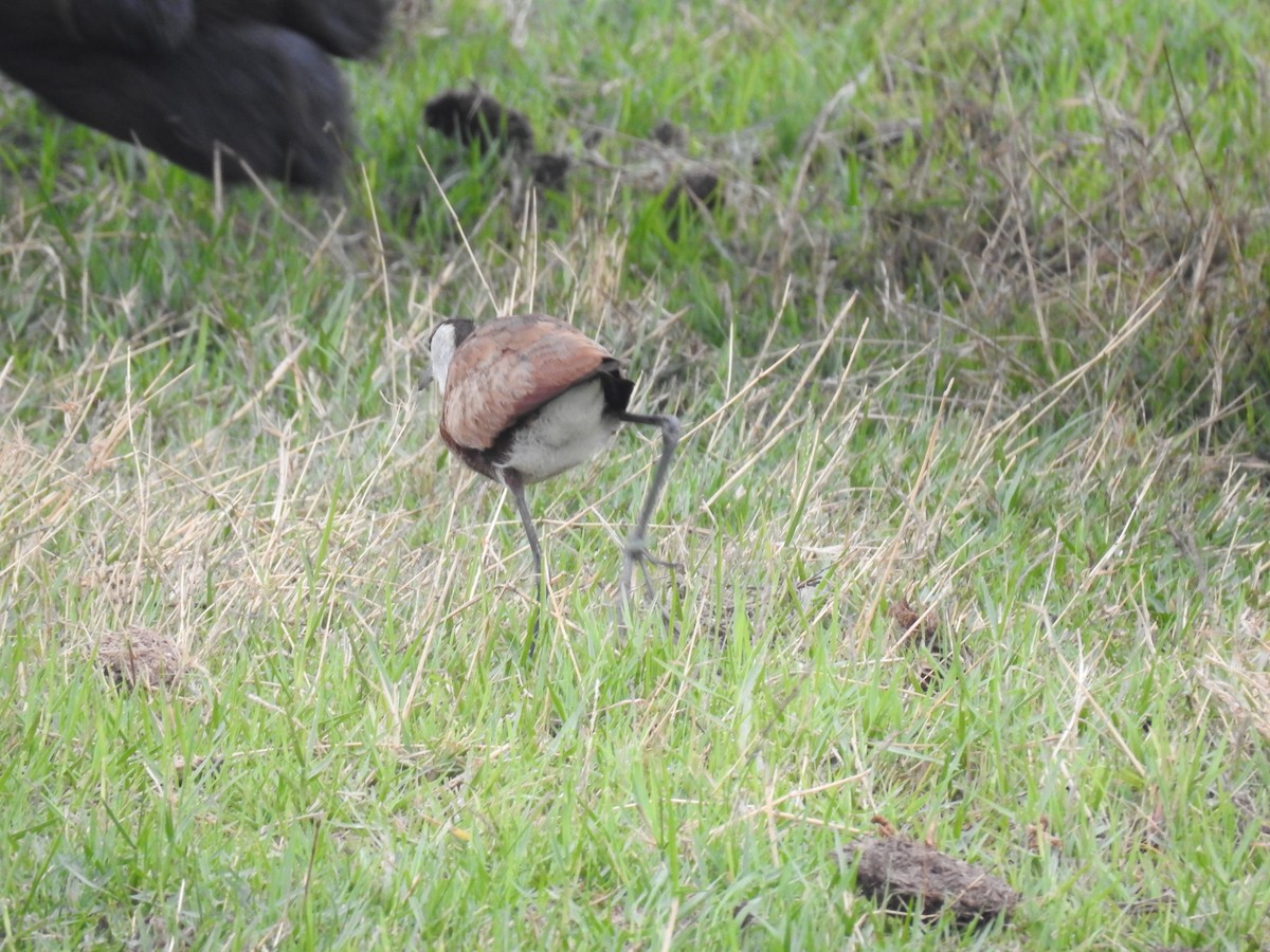 African Jacana - ML645925761