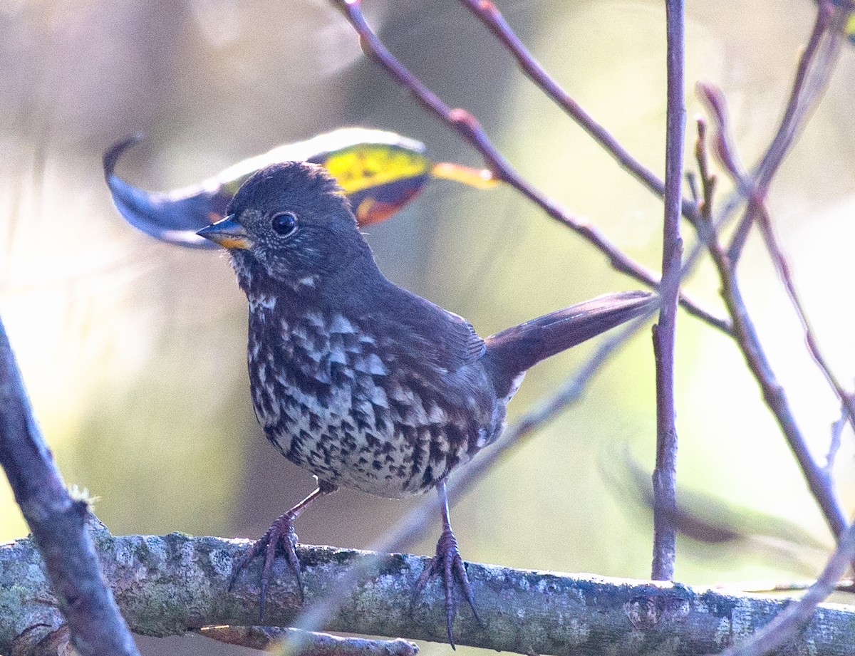 Fox Sparrow (Sooty) - ML645925766
