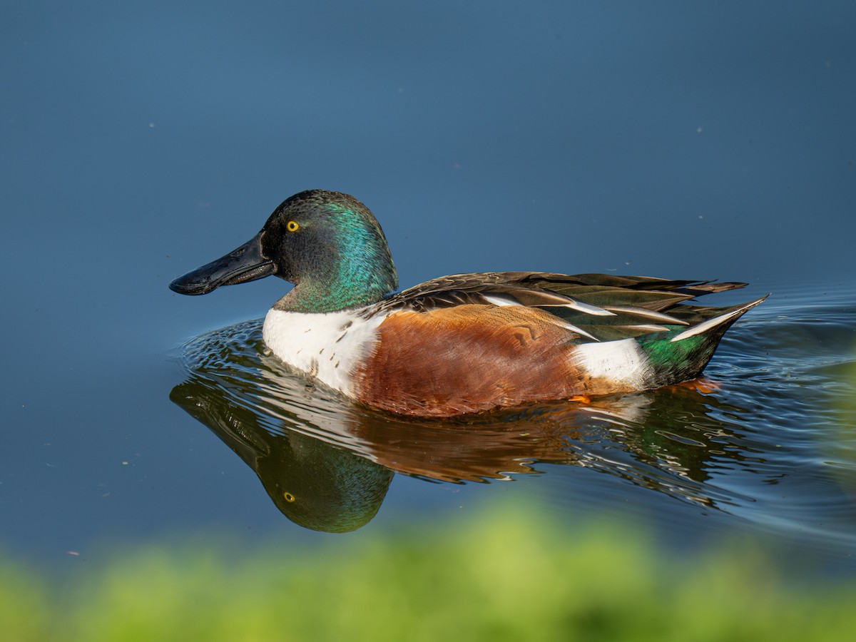 Mestolone - ML645925767