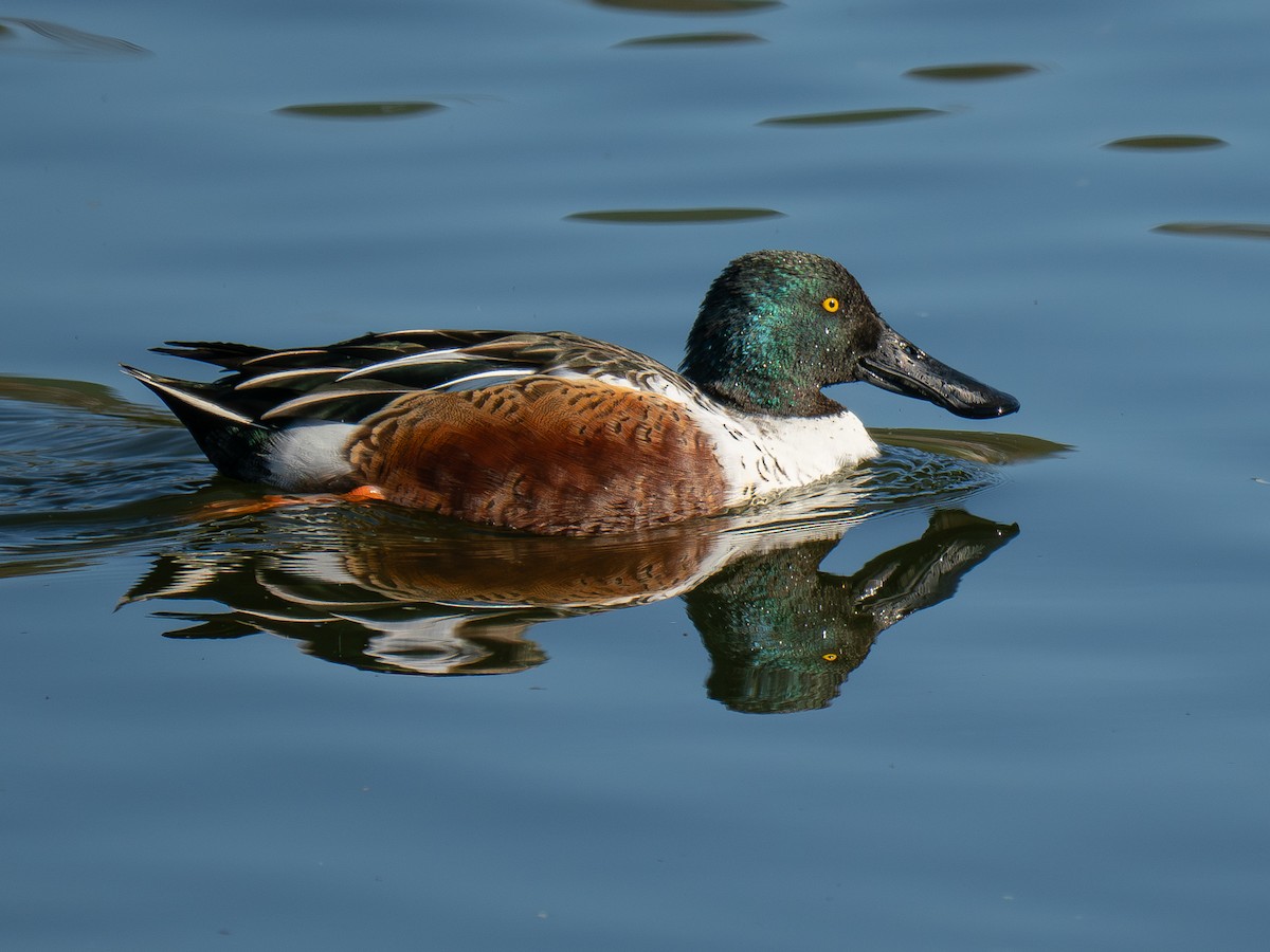 Mestolone - ML645925768