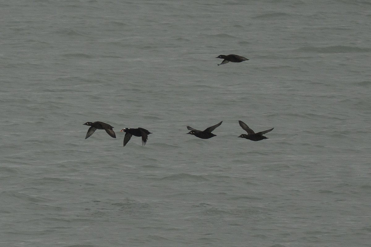 Surf Scoter - ML645925774