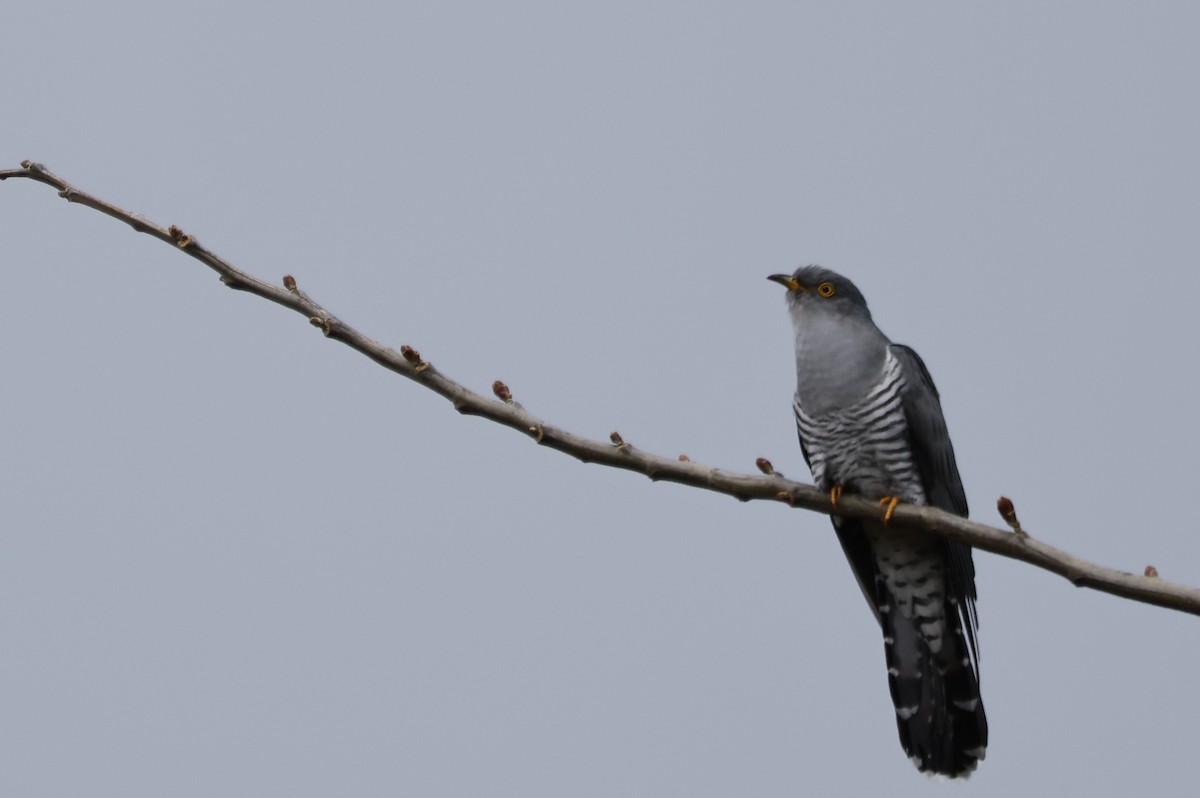 Common Cuckoo - ML645925781