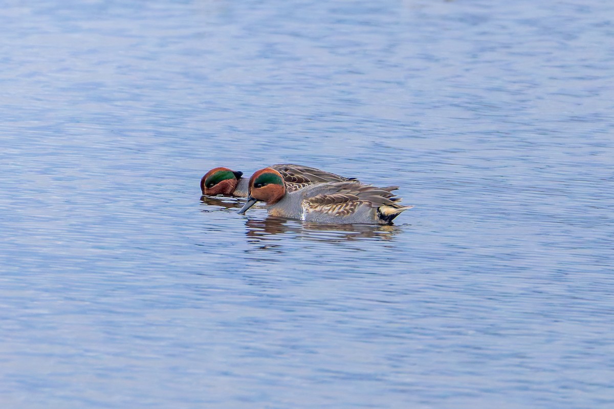 Green-winged Teal - ML645925782