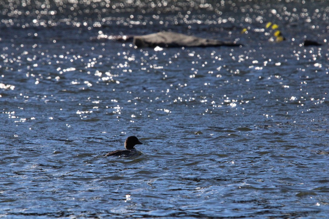 Barrow's Goldeneye - ML645925783
