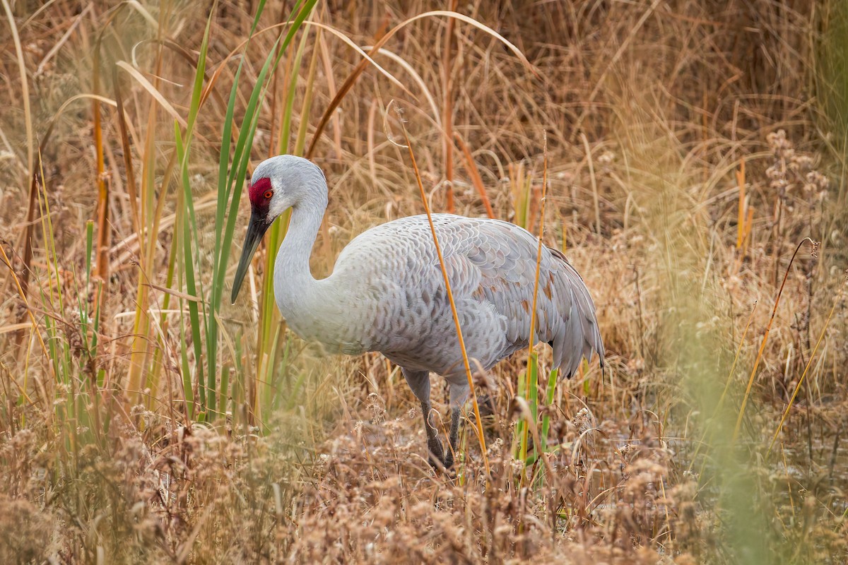 Sandhill Crane - ML645925785
