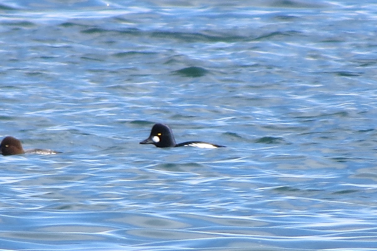 Common Goldeneye - ML645925786