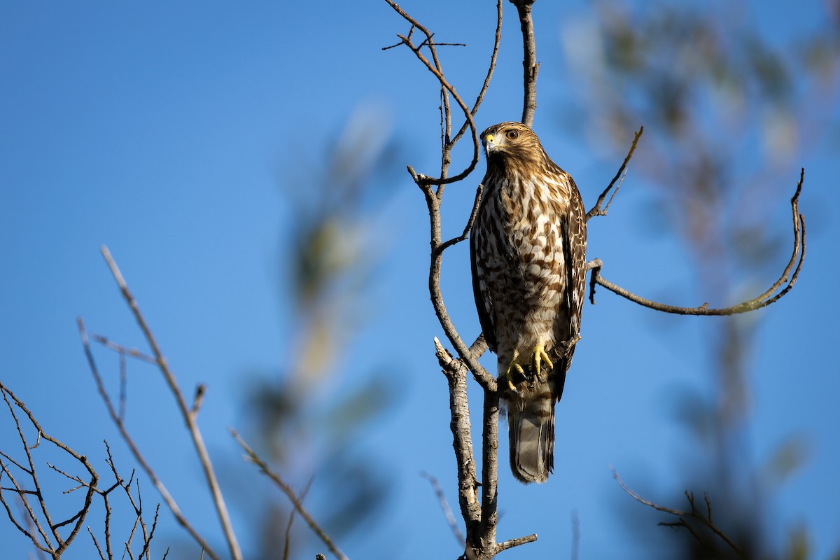 Cooper's Hawk - ML645925788