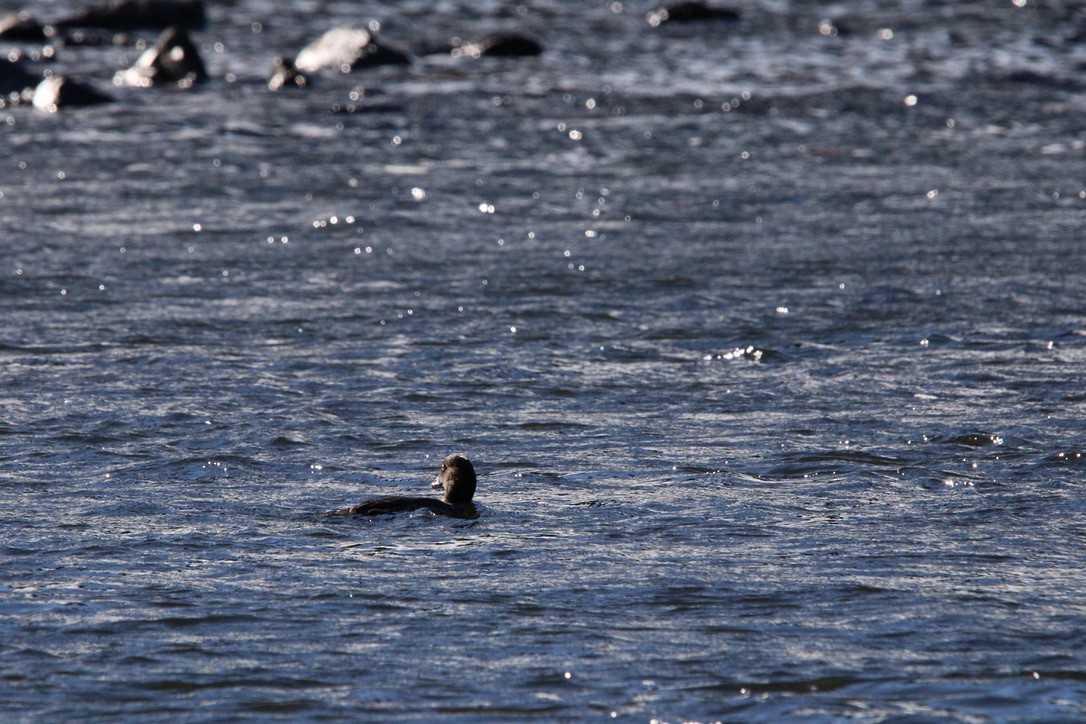 Barrow's Goldeneye - ML645925789