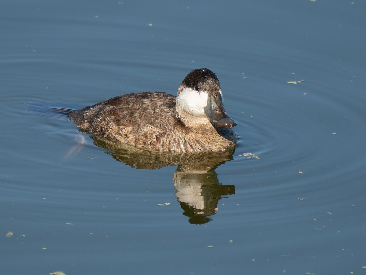 Ruddy Duck - ML645925790