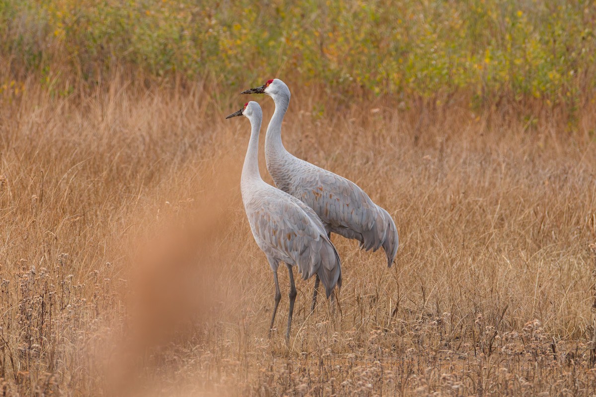 Sandhill Crane - ML645925791