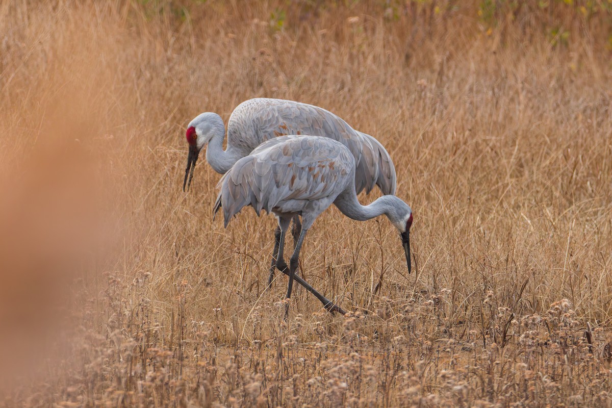 Sandhill Crane - ML645925794